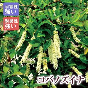 y\EzRomYCi 21cm܂24cm|bg(TCY܂) 唫 c Vu t   Ϗ ϊy10{菇z
