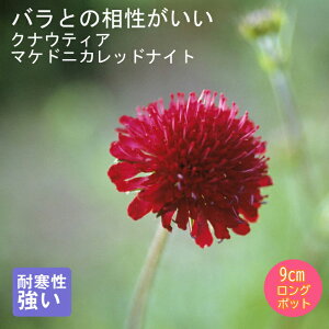 y\Ezh c NiEeBA }PhjJbhiCg 9cmO|bg oɍ 񂻂 N yjAy11{菇z