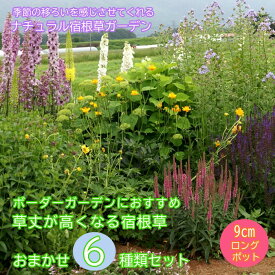 宿根草 苗 セット 9cmロングポット 草丈が高い 高性種 6品種 見計らい アソート ボーダーガーデン 園芸 ガーデニング ナチュラル イングリッシュ ガーデン