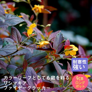 y\Ezh c V}LA t@C[NbJ[ 9cmO|bg A A VF[h K[f 񂻂 N yjAy11{菇z