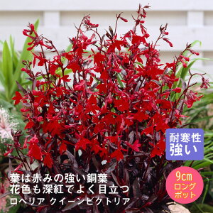 y\Ezh c xA NC[rNgA 9cmO|bg ̍ {[_[ K[f 񂻂 Ny10{菇z