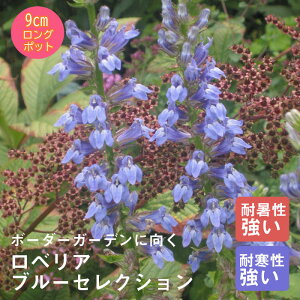 y\Ezh c xA u[ZNV 9cmO|bg ̍ {[_[ K[f 񂻂 Ny11{菇z