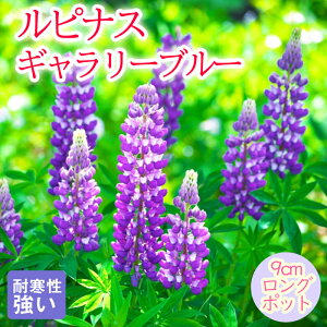 y\Ezh c siX M[u[ 9cmO|bg ̂ڂӂ 񂻂 N yjAy11{菇z