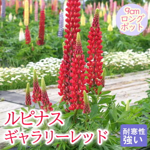 y\Ezh c siX M[bh9cmO|bg ̂ڂӂ 񂻂 N yjAy11{菇z