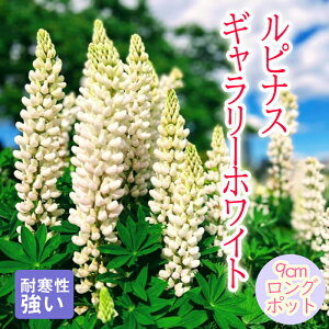 y\Ezh c siX M[zCg 9cmO|bg ̂ڂӂ 񂻂 N yjAy10{菇z