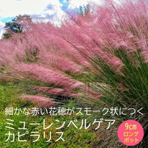 y\Ezh c ~[xQA JsX 9cmO|bg OX ̍ N ~[xMAy10{菇z