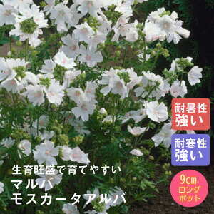 y\Ezh c }o XJ[^Ao 9cmO|bg ̍ {[_[ K[f 񂻂 Ny10{菇z