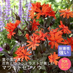 y\Ezh c }cgZmE t 9cmO|bg ̒Ⴂ 񂻂 N yjAy11{菇z