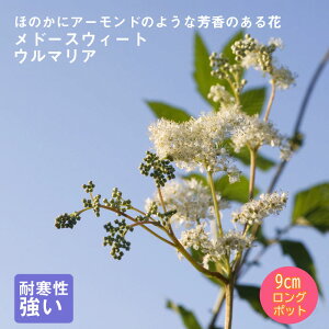 y\Ezh c h[XEB[gE}A 9cmO|bg AEAɌ VF[h K[f Ny10{菇z
