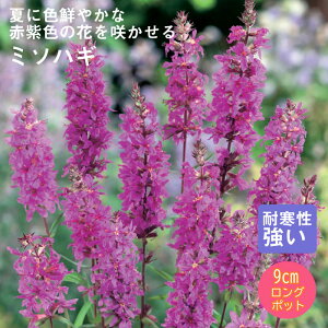 y\Ezh c ~\nM 9cmO|bg ̍ {[_[ K[f 񂻂 N yjAy11{菇z