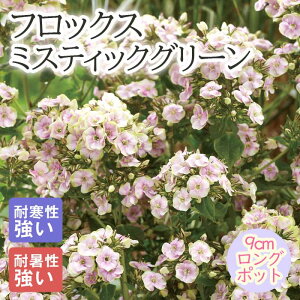 y\Ezh c tbNX ~XeBbNO[ 9cmO|bg ɋ 񂻂 N yjAy11{菇z