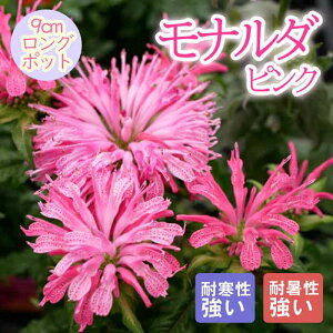 y\Ezh c i_ sN 9cmO|bg ɋ Ϗ 񂻂 N yjAy11{菇z