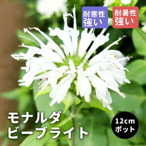 y\Ezv~A h c i_ r[uCg 12cm|bg 񂻂 Ny11{菇z