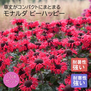 y\Ezv~A h c i_ r[pbs[ 12cm|bg 񂻂 Ny11{菇z