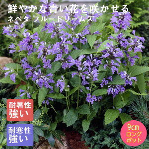 y\Ezh c ly^ u[h[X 9cmO|bg oɍ 񂻂 N yjAy11{菇z