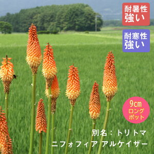 y\Ezh c jtHtBA APCU[ 9cmO|bg ɋ Ϗ 񂻂 N yjAy11{菇z