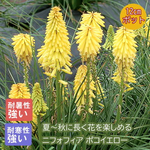 y\Ezv~A h c jtHtBA |RCG[ 12cm|bg 񂻂 N F CG[y11{菇z