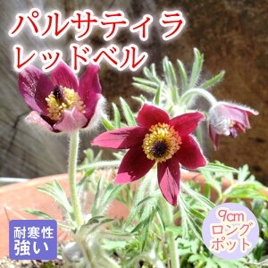 y\Ezh c pTeB bhx 9cmO|bg ̒Ⴂ 񂻂 N yjAy11{菇z