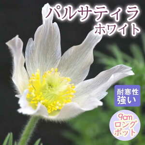 y\Ezh c pTeB zCg 9cmO|bg ̒Ⴂ 񂻂 N yjAy11{菇z