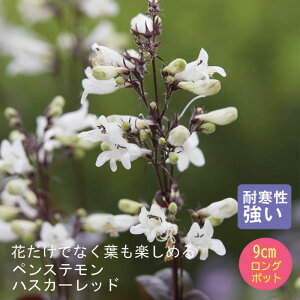 y\Ezh c yXe nXJ[bh 9cmO|bg ̍ {[_[ K[f 񂻂 Ny10{菇z