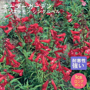 y\Ezh c yXe WOx 9cmO|bg ̍ {[_[ K[f 񂻂 Ny11{菇z