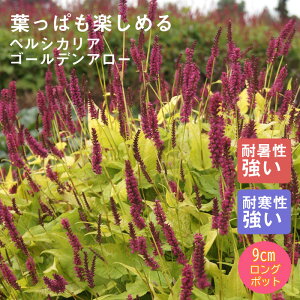 y\Ezh c yVJA S[fA[ 9cmO|bg ̍ {[_[ K[f N yjAy11{菇z