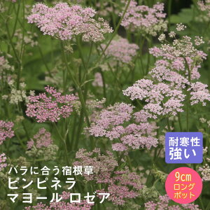 y\Ezh c ssl }[ [A 9cmO|bg oɍ 񂻂 N yjAy11{菇z