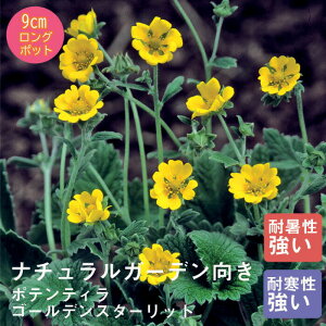 y\Ezh c |eeB S[fX^[bg 9cmO|bg ̒Ⴂ 񂻂 N yjAy11{菇z