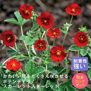 y\Ezh c |eeB XJ[bgX^[bh 9cmO|bg ̒Ⴂ 񂻂 N yjAy10{菇z
