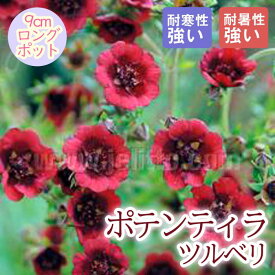 宿根草 苗 ポテンティラ ツルベリ 9cmロングポット 草丈の低い しゅっこんそう 多年草 ペレニアル