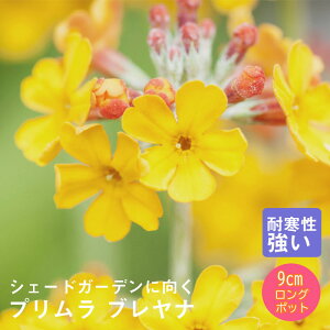 y\Ezh c v ui AEAɌ 9cmO|bg A A VF[h K[f Ny11{菇z