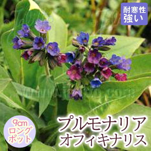 y\Ezh c viA ItBLiX 9cmO|bg 񂻂 N yjAy11{菇z