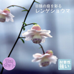 y\Ezv~A h c QVE}12cm|bg 񂻂 Ny11{菇z