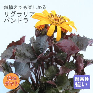 y\Ezv~A h c OA ph 12cm|bg 񂻂 Ny10{菇z