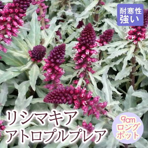 y\Ezh c V}LA AgvvA 9cmO|bg 񂻂 N yjAy11{菇z