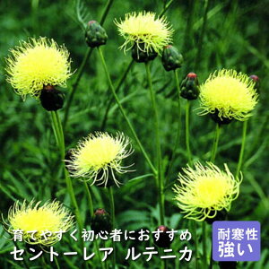 y\Ezh c Zg[A ejJ 9cmO|bg oɍ 񂻂 N yjAy11{菇z