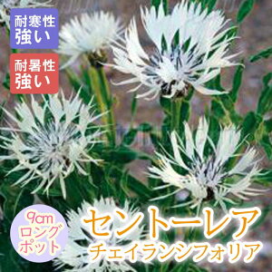 y\Ezh c Zg[A `FCVtHA 9cmO|bg oɍ 񂻂 N yjAy11{菇z