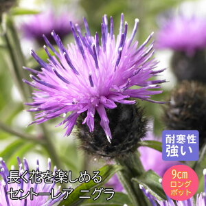 y\Ezh c Zg[A jO 9cmO|bg oɍ 񂻂 N yjAy11{菇z