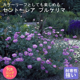 宿根草 苗 セントーレア プルケリマ 9cmロングポット バラに合う しゅっこんそう 多年草 ペレニアル