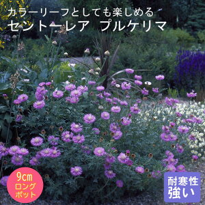 y\Ezh c Zg[A vP} 9cmO|bg oɍ 񂻂 N yjAy11{菇z