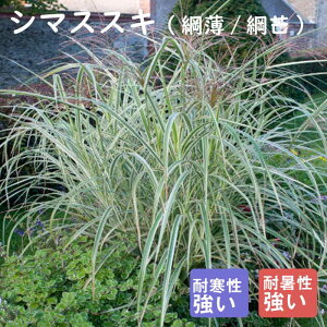 y\Ezh c V}XXL 9cmO|bg OX ̍ {[_[ K[f 񂻂 N yjAy11{菇z