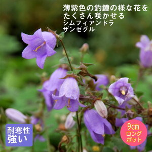 y\Ezh c VtBAh U[O 9cmO|bg A A VF[h K[f 񂻂 Ny10{菇z