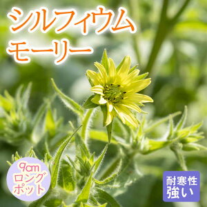 y\Ezh c VtBE [[ 9cmO|bg ؂Ԍ 񂻂 N yjAy11{菇z