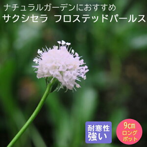 y\Ezh c TNVZ tXebhp[X 9cmO|bg oɍ 񂻂 N yjA y10{菇z