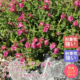 宿根草 苗 スクテラリア チェリースカルキャップ 日陰 半日陰 9cmロングポット シェード ガーデン 多年草