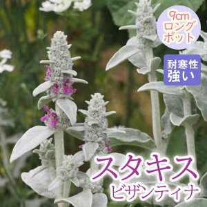 y\Ezh c X^LX rUeBi 9cmO|bg oɍ 񂻂 N yjAy11{菇z