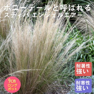 y\Ezh c XeBp GWFwA[ 9cmO|bg ̒Ⴂ OX 񂻂 N yjAy10{菇z