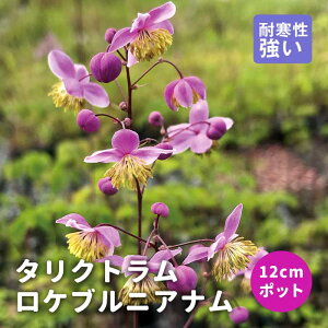 y\Ezv~A h c ^Ng PujAi 12cm|bg 񂻂 Ny10{菇z
