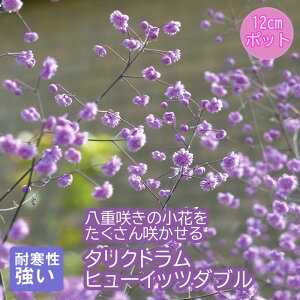 y\Ezv~A h c ^Ng q[Cbc_u 12cm|bg 񂻂 Ny11{菇z