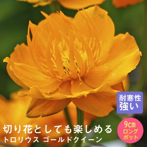 y\Ezh c gEX S[hNC[ 9cmO|bg ؂Ԍ VF[h K[f 񂻂 Ny11{菇z